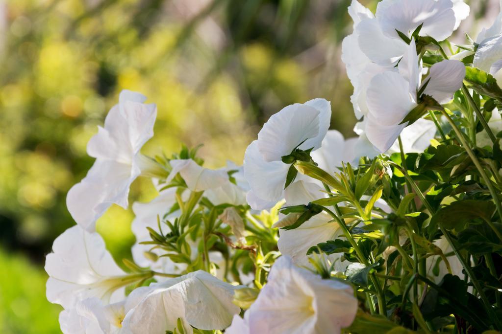 Hotel Can Roses Sóller Dış mekan fotoğraf