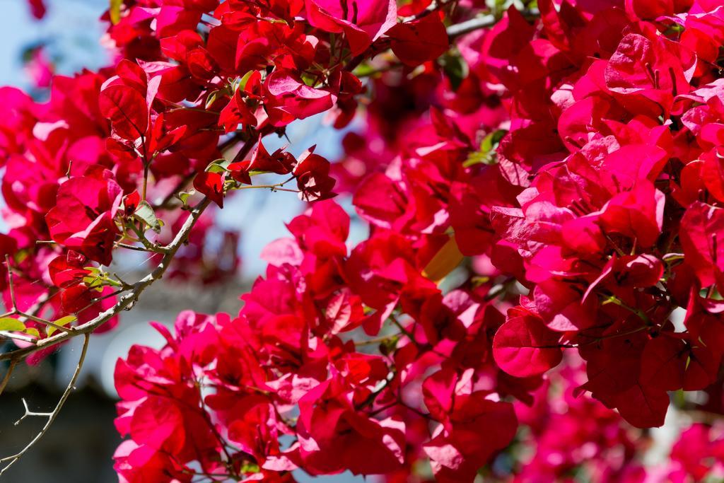 Hotel Can Roses Sóller Dış mekan fotoğraf